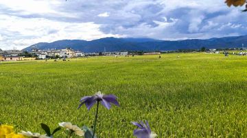 喜洲麥田小火車