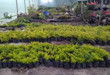 Vivero Imperio El Chilaco购物图片