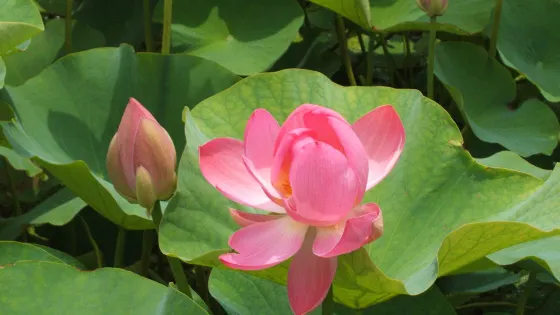 千葉公園