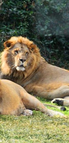 Selwo Aventura-埃斯特波纳