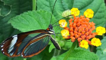 Monteverde Butterfly Gardens