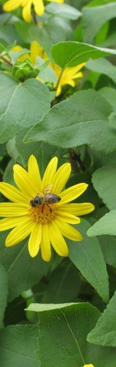 Seven Falls-塞古鲁港