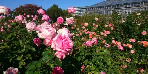 京成玫瑰園