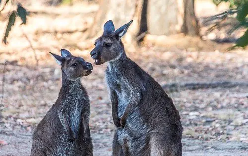 Hanson Bay Wildlife Sanctuary