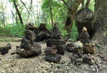 Oakdale Nature Preserve景点图片