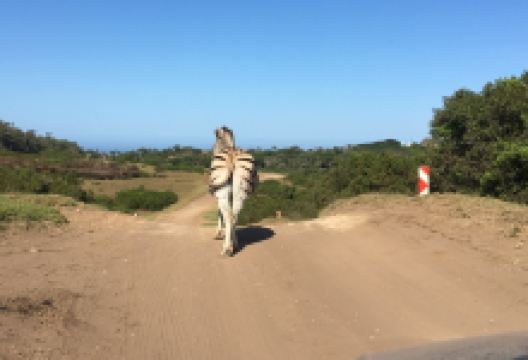 Seaview Lion Park景点图片