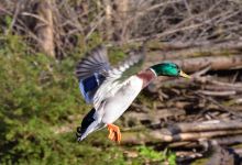 Rosaburn Ducks景点图片