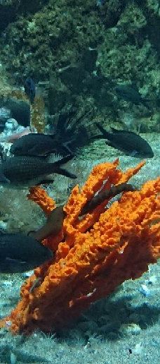 罗德岛水族馆-罗得岛