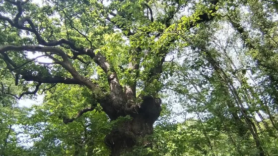 Old Sneed Park Nature Reserve
