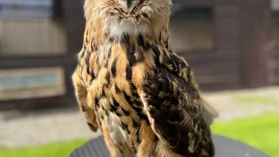 Mere Down Falconry