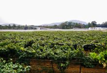 Kadu Winery景点图片