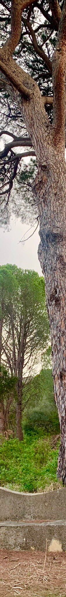 Fondazione Famiglia Piccolo-卡普多兰多