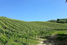 Azienda Vitivinicola Tenuta Oderisio景点图片