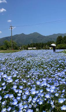 Damask Wind-鹿屋市