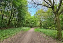 Hochzeitswald景点图片