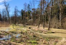 Alte Aare Nature Reserve景点图片