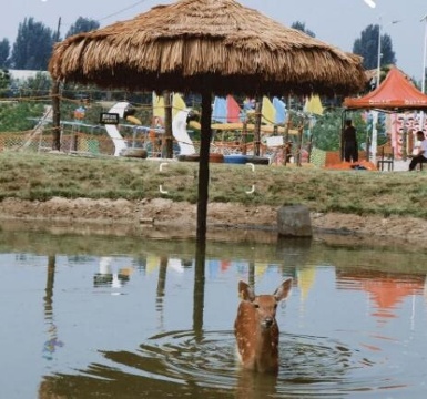 唐县直隶黑猪悠闲院(原鹿苑)餐厅图片