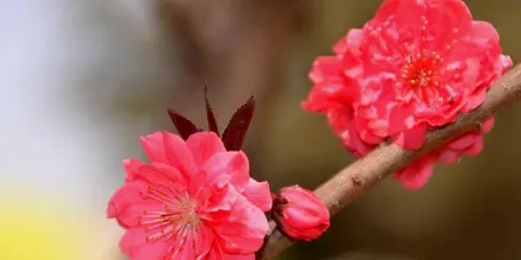 清風湖廉政文化公園