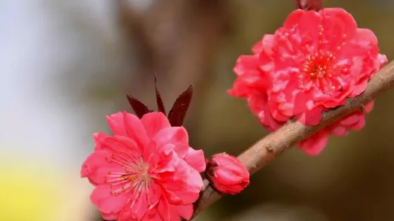 清風湖廉政文化公園