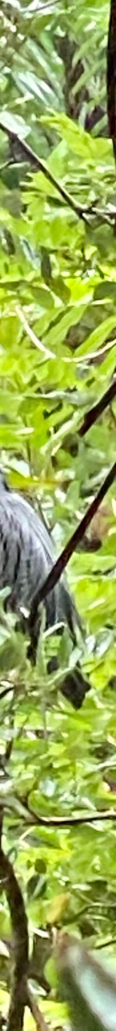 卡维塔国家公园-Talamanca