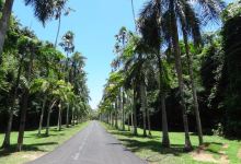 Henerathgoda Botanical Garden景点图片