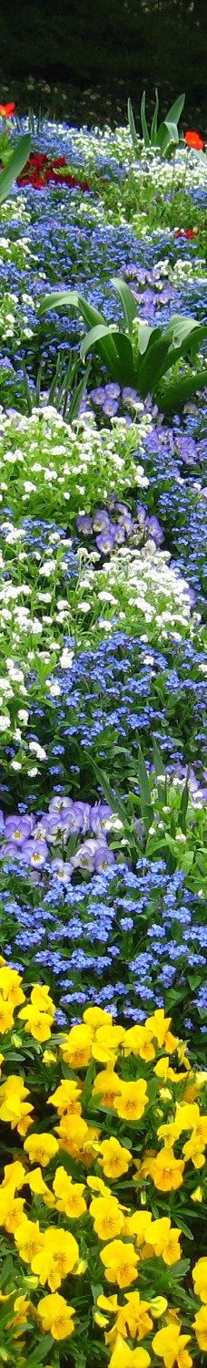 迈瑙岛-康斯坦茨