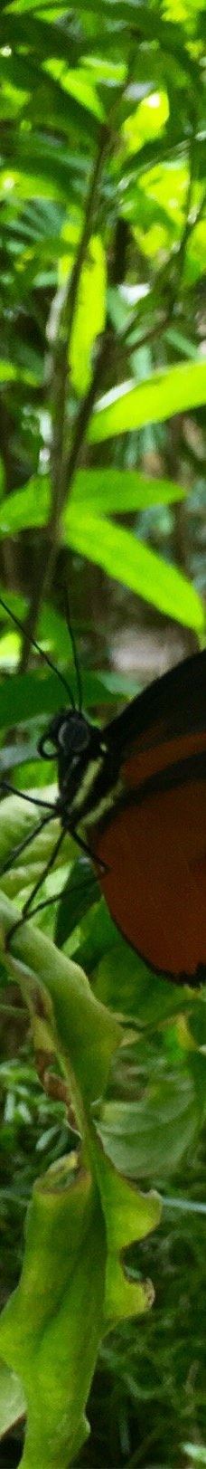 The Tropic of butterfly-埃尔讷