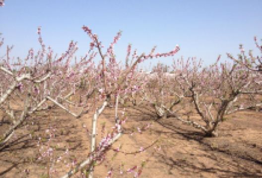 Noams' Artichokes景点图片