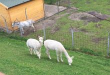 Streichelzoo, Kinderboerderij景点图片