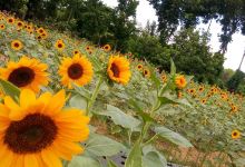 Sunshine Farm Philippines景点图片