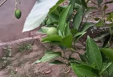 Malik Garden景点图片