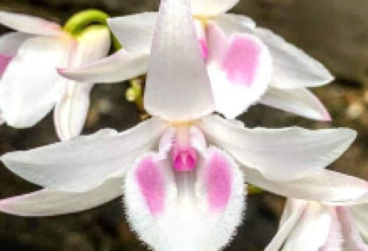 Vườn Lan Hương Giang景点图片