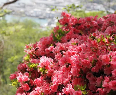 Shofukujiyama Park