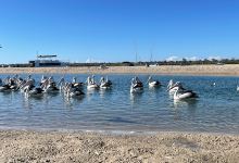 Gold Coast Fishing Spots - Harley Park景点图片