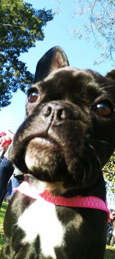 Praça da Colonização Menonita-库里提巴