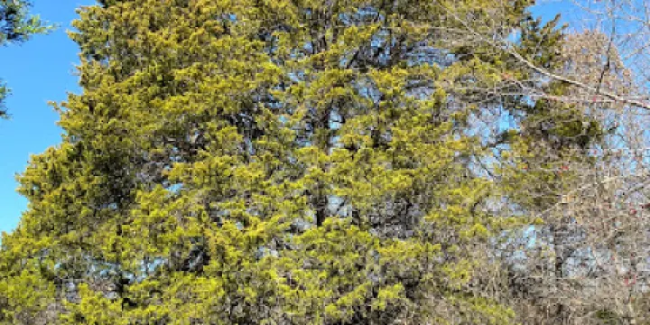 Windmill Hill Nature Preserve