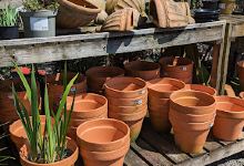 Woodlands Nurseries购物图片