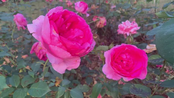 玖玖花海