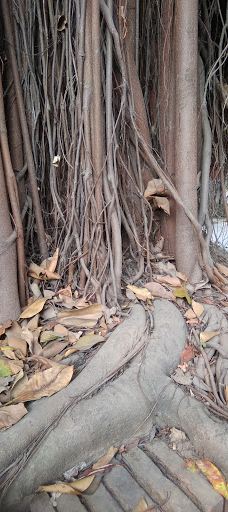 Munshi Premchandra Park-戈勒克布尔