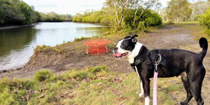 Tingalpa Creek Reserve