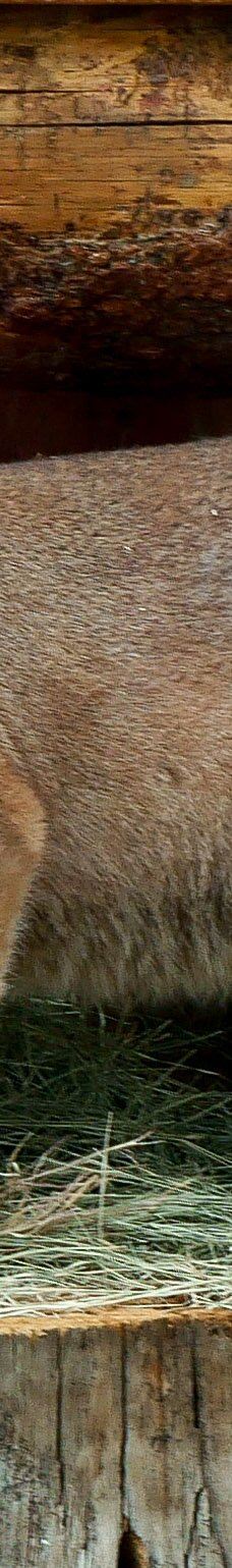 大熊湖动物园-大熊湖