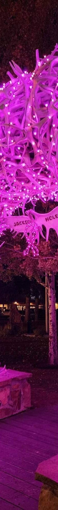 杰克逊鹿角公园-杰克逊