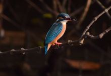 Dr. Salim Ali Bird Sanctuary景点图片