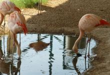 Franklin Drive Thru Safari景点图片