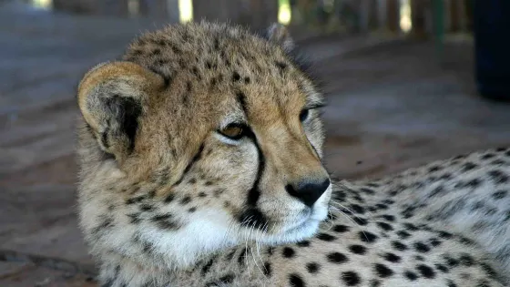 Cheetah Outreach