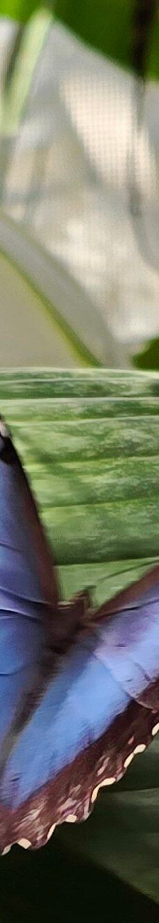 迈瑙岛-康斯坦茨