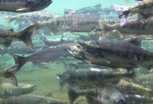 Puntledge River Hatchery景点图片