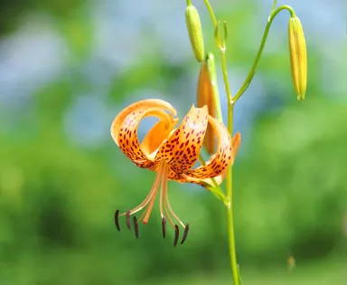 Hiruganoshitsugen Botanical Garden