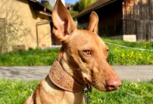 Turm von Opfikon景点图片