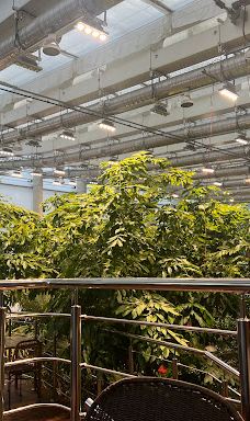 Olivia Star-格但斯克